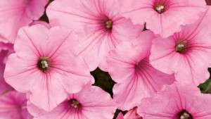 Plantbid Offers New Tool For Growers, Plant Buyers