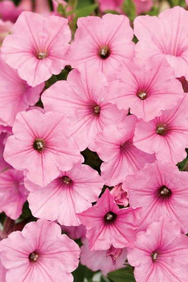 3. Supertunia® Vista Bubblegum™ Petunia