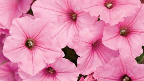 Plantbid Offers New Tool For Growers, Plant Buyers