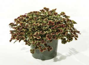 Trifolium ‘4 Luck Red Green’ (Michells)  