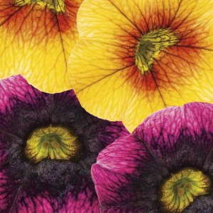 1. SUPERBELLS® Apricot Punch and Blackberry Punch Calibrachoa