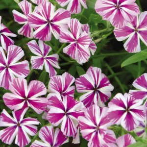 10. INTENSIA® Star Brite Phlox