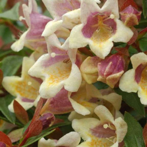 11. Sunny Anniversary™ Abelia
