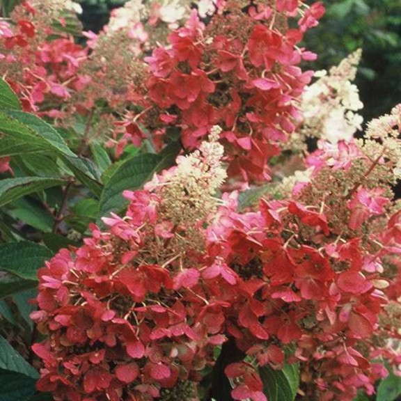 12. Pinky Winky® Hydrangea paniculata