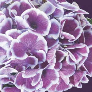 13. CITYLINE® Mars Hydrangea macrophylla
