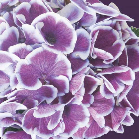 13. CITYLINE® Mars Hydrangea macrophylla