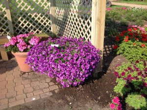 Petunia 'Supertunia Indigo Charm Improved'