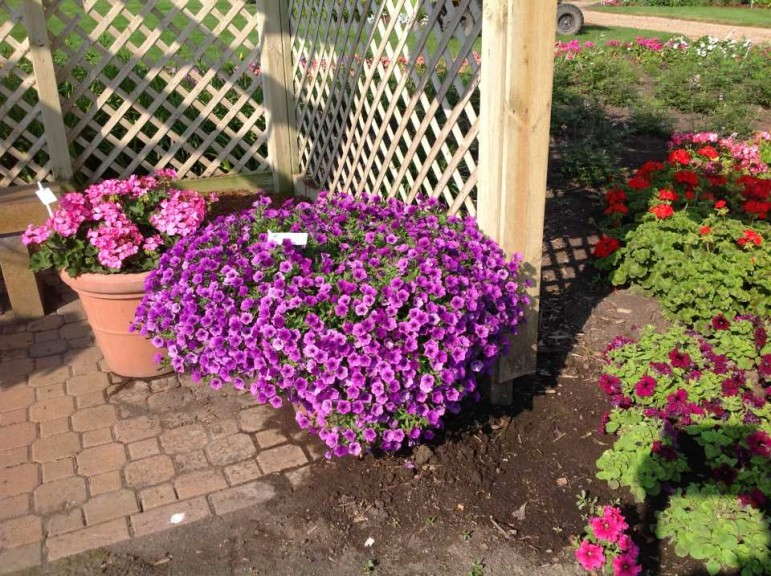 Petunia 'Supertunia Indigo Charm Improved'