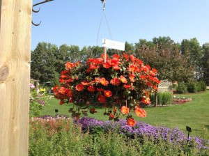 Purslane 'RioGrande Orange'