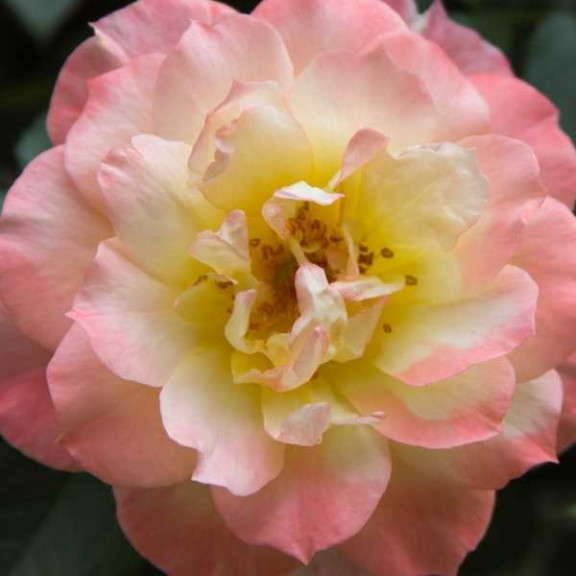 15. OSO EASY® Italian Ice® Rosa