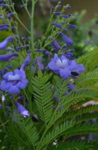 Jacaranda 'Bonsai Blue' (Monrovia)