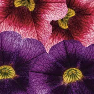 2. SUPERBELLS® Coralberry Punch and Grape Punch Calibrachoa