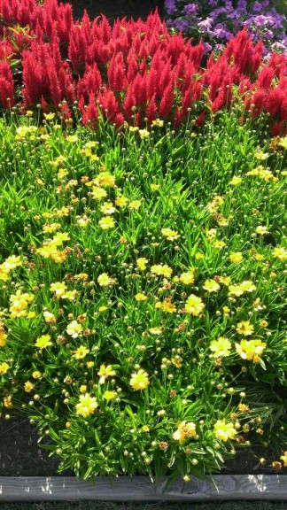 Celosia 'Arrabona Red' planted next to coreopsis 'Sun Up'