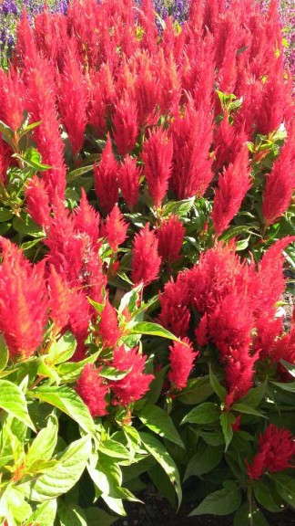 Celosia 'Arrabonna Red'