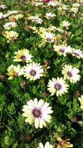 Osteospermum 'Blue Eyed Beauty'