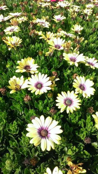 Osteospermum 'Blue Eyed Beauty'