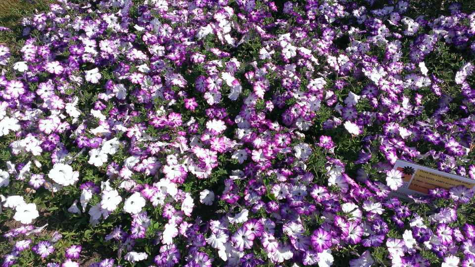 Petunia 'Sanguna Radiant Blue'