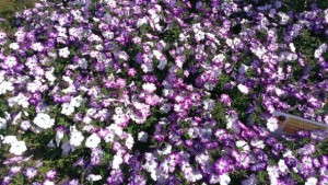 Varieties Appearing On 2014 Field Trial Top Performer Lists [Slideshow]