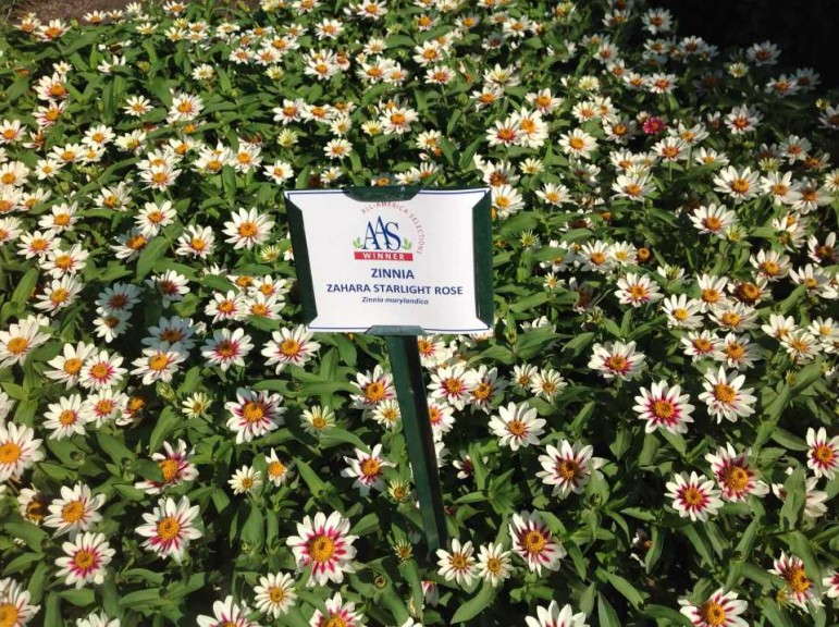 Zinnia 'Zahara Starlight Rose'