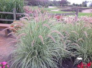 Pennisetum 'Graceful Grasses Sky Rocket' (Proven Winners)