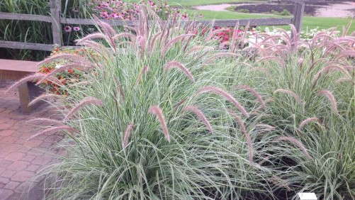 Restoration Landscapes:  A Specialized Market For Natives And Grasses