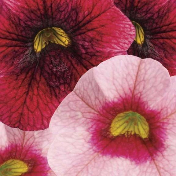 3. SUPERBELLS® Pomegranate Punch and Strawberry Punch Calibrachoa