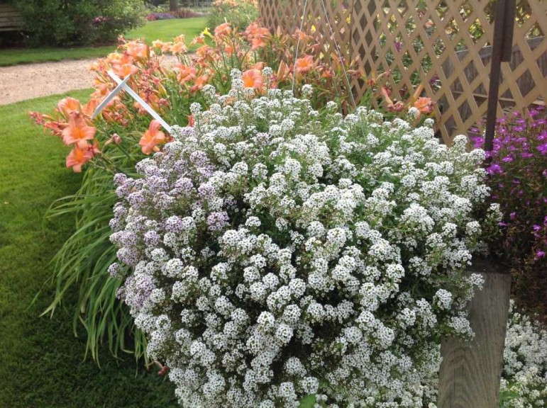 Lobularia 'Tetraploid White'