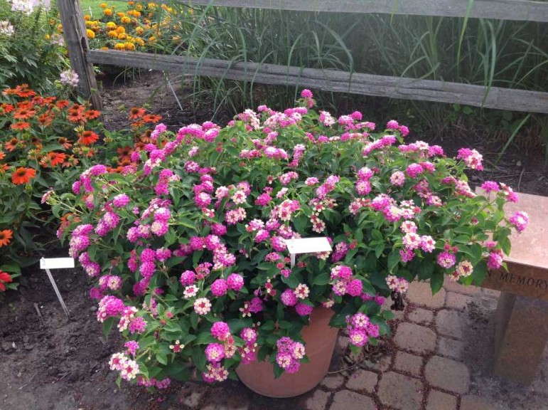 Lantana 'Beach Cities Malibu'