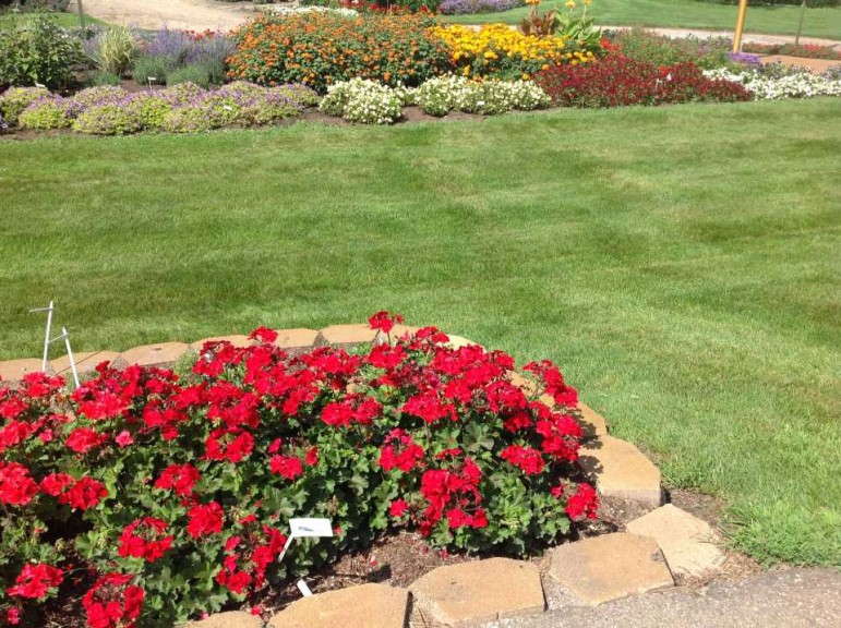 Geranium 'Interspecific Sarita Dark Red'