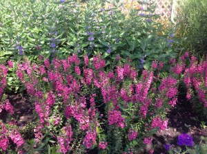 Angelonia 'Archangel Dark Rose'