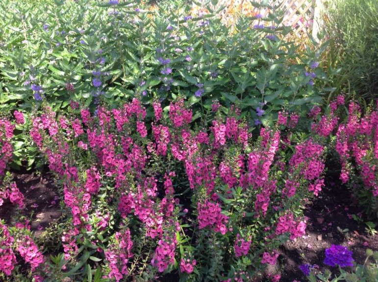 Angelonia 'Archangel Dark Rose'