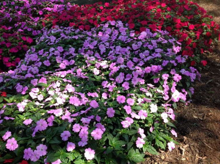 Impatiens 'Interspecific Big Bounce Lilac'