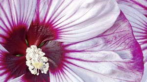 Popular BiColor Varieties for Spring from Proven Winners [Sponsor Content]