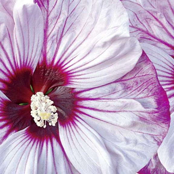 4. SUMMERIFIC® ‘Cherry Cheesecake’ PPAF Hibiscus