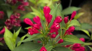 2016 Shrub And Tree Intros Perfect For Garden Retail