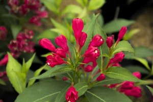 Weigela 'Crimson Kisses' (Monrovia)