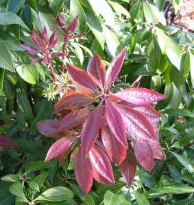 Pieris 'Impish Elf Lily of the Valley' (Monrovia)