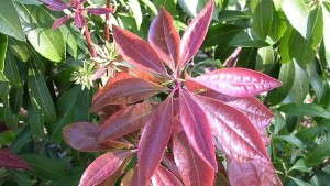 12 Eye-Catching Landscape Shrubs For 2015