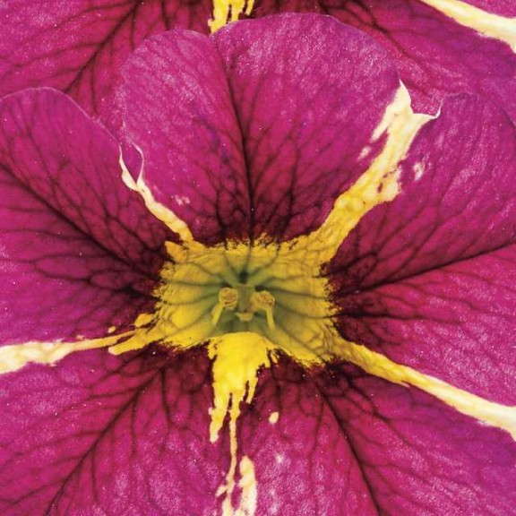 5. SUPERBELLS® Cherry Star Calibrachoa
