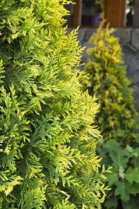 Arborvitae 'Ember Waves' (Monrovia)