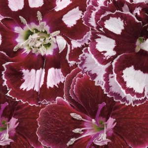 6. FRUIT PUNCH® ‘Apple Slice’ PP21842 and ‘Coconut Punch’ PP21876 Dianthus