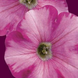 7. SUPERTUNIA® Raspberry Blast™ Petunia