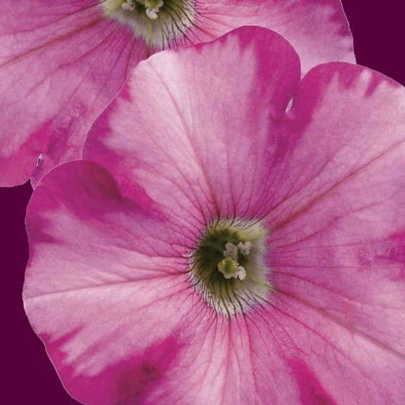 7. SUPERTUNIA® Raspberry Blast™ Petunia