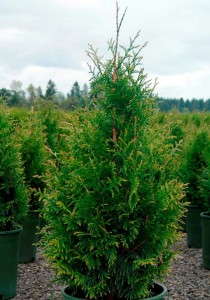 Arborvitae 'Tiny Tower' (Monrovia)