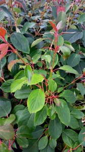 Hydrangea Vine 'Red Rhapsody' (Monrovia)