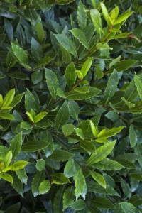 Laurus (Sweet Bay) 'Little Ragu' (Monrovia)