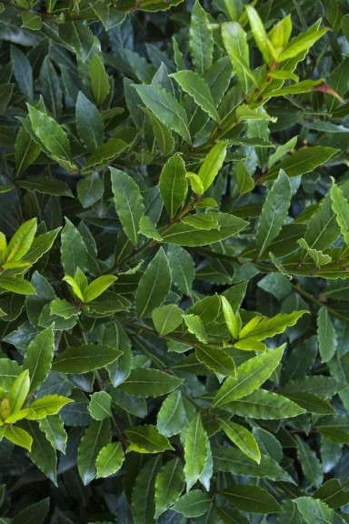 Laurus (Sweet Bay) 'Little Ragu' (Monrovia)