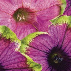 8. SUPERTUNIA® Picasso in Pink™ and Pretty Much Picasso® Petunia