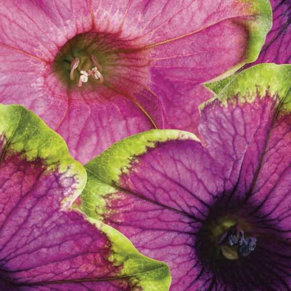 8. SUPERTUNIA® Picasso in Pink™ and Pretty Much Picasso® Petunia