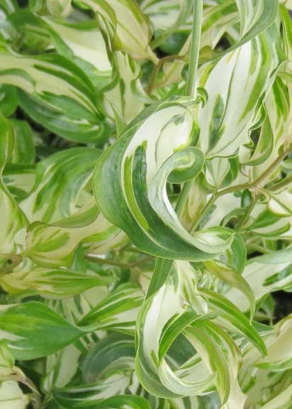 Disporum cantoniense 'Moonlight Chinese Fairy Bells' (Monrovia) 